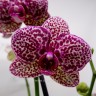 Орхидея Phalaenopsis Wild Cat (отцвел)          Орхидея Phalaenopsis Wild Cat (отцвел)