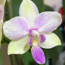 Орхидея Phal. Dazzling Blossum Bliss, multiflora (отцвёл) Орхидея Phal. Dazzling Blossum Bliss, multiflora (отцвёл)