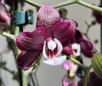 Орхидея Phalaenopsis Kaoda Twinkle  Орхидея Phalaenopsis Kaoda Twinkle