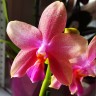 Орхидея Phalaenopsis Liodoro (отцвел, РЕАНИМАШКА*) Орхидея Phalaenopsis Liodoro (отцвел, РЕАНИМАШКА*)