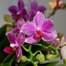 Орхидея Phalaenopsis Hualien Pink Galaxy, multiflora (отцвел, УЦЕНКА*) Орхидея Phalaenopsis Hualien Pink Galaxy, multiflora (отцвел, УЦЕНКА*)