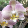 Орхидея Phalaenopsis (отцвёл, РЕАНИМАШКА*) Орхидея Phalaenopsis (отцвёл, РЕАНИМАШКА*)