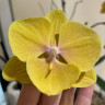 Орхидея Phalaenopsis Pocahontas, Big Lip (отцвел) Орхидея Phalaenopsis Pocahontas, Big Lip (отцвел)