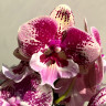Орхидея Phalaenopsis Big Lip (отцвел) Орхидея Phalaenopsis Big Lip (отцвел)