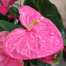 Anthurium  Colorado (цветет, УЦЕНКА*) Anthurium  Colorado (цветет, УЦЕНКА*)