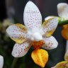 Орхидея Phalaenopsis Mini Mark  'Sunsplash' (отцвел) Орхидея Phalaenopsis Mini Mark  'Sunsplash' (отцвел)