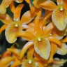 Орхидея Dendrobium Stardust Orange (отцвел, деленка) 