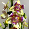 Орхидея Phal. Golden Sand, peloric, multiflora (отцвел) Орхидея Phal. Golden Sand, peloric, multiflora (отцвел)