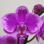 Орхидея Phalaenopsis Queen Beer Splash, multiflora  Орхидея Phalaenopsis Queen Beer Splash, multiflora