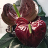 Anthurium Jambo Black (деленка без цветов) Anthurium Jambo Black (деленка без цветов)