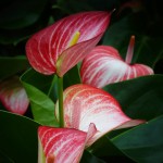 Anthurium Livium Red  Anthurium Livium Red