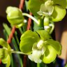 Орхидея Vanda hybrid (еще не цвела)
