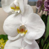 Орхидея Phalaenopsis Cambridge (доцветает, УЦЕНКА*) Орхидея Phalaenopsis Cambridge (доцветает, УЦЕНКА*)