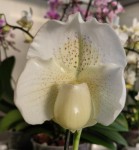 Орхидея Paphiopedilum White Lady Орхидея Paphiopedilum White Lady