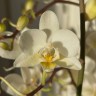 Орхидея Phalaenopsis  Wild White, multiflora (отцвел) Орхидея Phalaenopsis  Wild White, multiflora (отцвел)