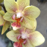 Орхидея Phalaenopsis, multiflora (отцвёл) Орхидея Phalaenopsis, multiflora (отцвёл)