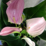 Anthurium Joli & Joli Peach (отцвёл) Anthurium Joli & Joli Peach (отцвёл)
