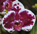Орхидея Phalaenopsis Purple Rain (отцвел, РЕАНИМАШКА)