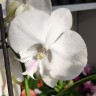 Орхидея Phalaenopsis Manta Mindoro, Big Lip (отцвел) Орхидея Phalaenopsis Manta Mindoro, Big Lip (отцвел)