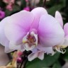 Орхидея Phalaenopsis (отцвёл) Орхидея Phalaenopsis (отцвёл)