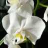 Орхидея Phalaenopsis multiflora (отцвёл) Орхидея Phalaenopsis multiflora (отцвёл)