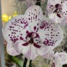 Орхидея Phalaenopsis, Big Lip (отцвел) Орхидея Phalaenopsis, Big Lip (отцвел)