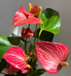 Anthurium Livium Red Micro  Anthurium Livium Red Micro