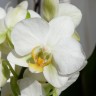 Орхидея Phalaenopsis, multiflora (отцвёл) Орхидея Phalaenopsis, multiflora (отцвёл)