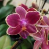 Орхидея Phalaenopsis, multiflora (отцвёл) Орхидея Phalaenopsis, multiflora (отцвёл)