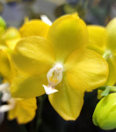 Орхидея Phalaenopsis Sogo Meili, multiflora 
