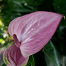 Anthurium Sakura Lila (отцвел, УЦЕНКА*)  Anthurium Sakura Lila (отцвел, УЦЕНКА*)