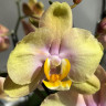 Орхидея Phalaenopsis Peaches (отцвёл) Орхидея Phalaenopsis Peaches (отцвёл)