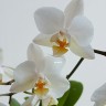 Орхидея Phal. Soft Cloud, mini (отцвел, РЕАНИМАШКА*) Орхидея Phal. Soft Cloud, mini (отцвел, РЕАНИМАШКА*)