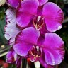 Орхидея Phalaenopsis (отцвёл) Орхидея Phalaenopsis (отцвёл)