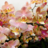 Орхидея Phalaenopsis Perfumе Valkion, multiflora (отцвел) Орхидея Phalaenopsis Perfumе Valkion, multiflora (отцвел)