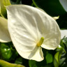 Anthurium Alaska (отцвел) Anthurium Alaska (отцвел)