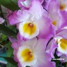 Орхидея Dendrobium nobile (отцвёл, деленка) Орхидея Dendrobium nobile (отцвёл, деленка)