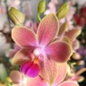 Орхидея Phalaenopsis Morning Breeze, multiflora (отцвел)  Орхидея Phalaenopsis Morning Breeze, multiflora (отцвел)