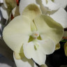 Орхидея Phalaenopsis Big Lip (отцвел) Орхидея Phalaenopsis Big Lip (отцвел)