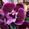 Орхидея Phalaenopsis Wine Velvet, Big Lip (отцвел) Орхидея Phalaenopsis Wine Velvet, Big Lip (отцвел)