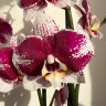 Орхидея Phalaenopsis Barcelona (отцвел) Орхидея Phalaenopsis Barcelona (отцвел)