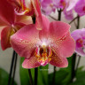 Орхидея Phalaenopsis Leco Fantastic (отцвел)  Орхидея Phalaenopsis Leco Fantastic (отцвел)