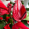 Anthurium Banderola Lava (деленка без цветов) Anthurium Banderola Lava (деленка без цветов)