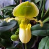 Орхидея Paphiopedilum Pinocchio alba (отцвел) Орхидея Paphiopedilum Pinocchio alba (отцвел)