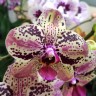 Орхидея Phalaenopsis Frontera (отцвел)