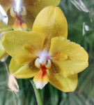 Орхидея Phalaenopsis Young Home Golden Pixie, peloric Орхидея Phalaenopsis Young Home Golden Pixie, peloric