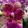 Орхидея Phalaenopsis Rombley, midi (отцвел)   Орхидея Phalaenopsis Rombley, midi (отцвел)