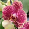 Орхидея Phalaenopsis (отцвёл) Орхидея Phalaenopsis (отцвёл)
