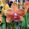 Орхидея Phalaenopsis Paprika, multiflora (отцвел) Орхидея Phalaenopsis Paprika, multiflora (отцвел)