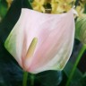 Anthurium Joli Peach (деленка без цветов) Anthurium Joli Peach (деленка без цветов)